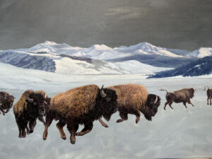 Buffalo Herd in Snow