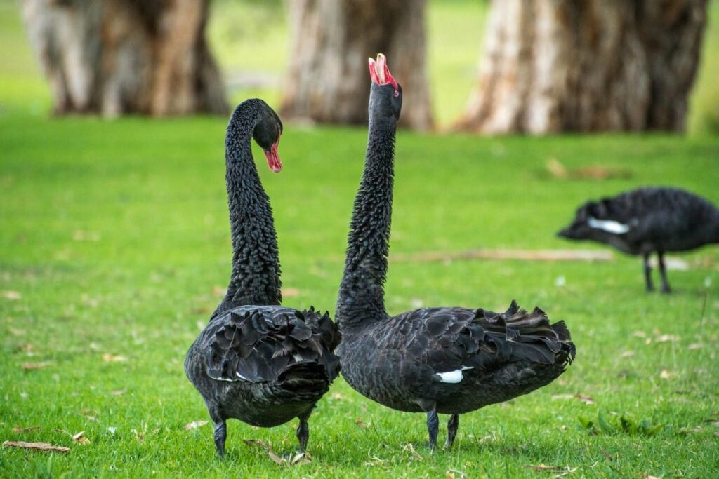 Using Captives to Insure Against Black Swan Events